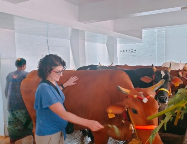 Cow in Kapaaleswar temple, Chennai city tour