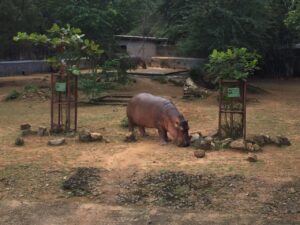 Vandalur Zoo in Chennai