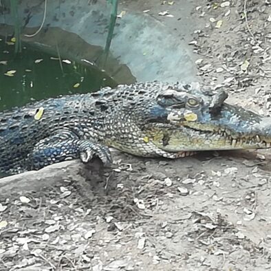 Crocodile Bank, wildlife tour of Chennai