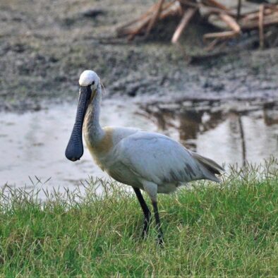 spoon bill, Wildlife tour of Chennai