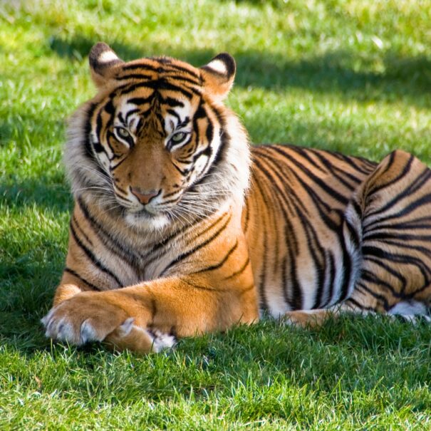 Tiger, Wildlife tour of Chennai