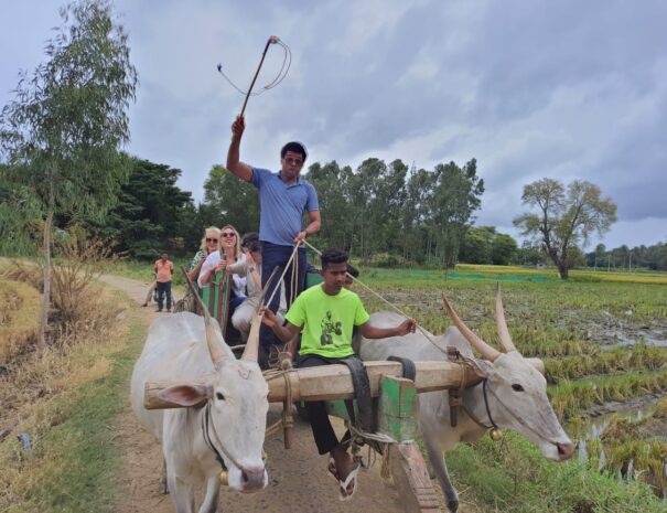 Bullock cart ride