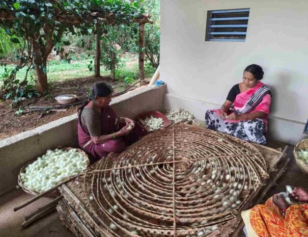 Silk cocoon harvest