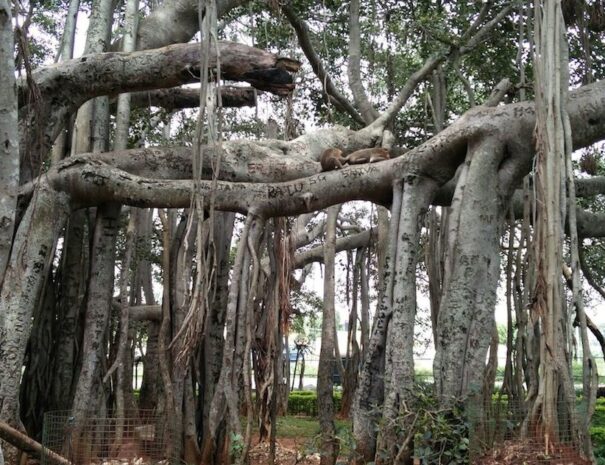 Big banyan tree, tour from Bangalore