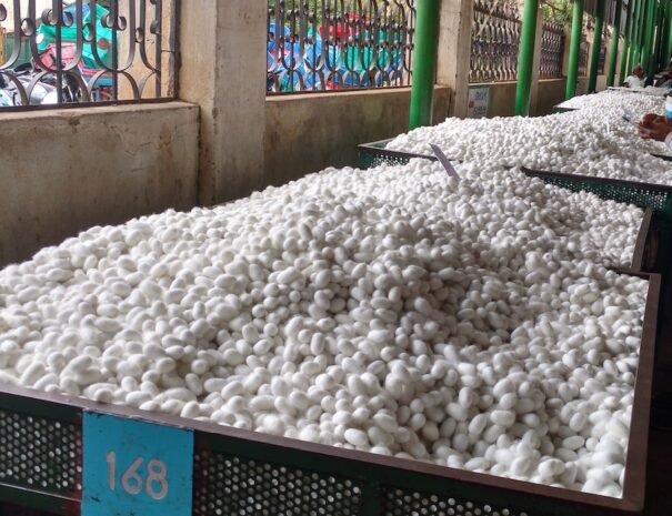 Silk cocoon auction in Ramanagara, tour from Bangalore