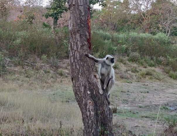 Nilgiri Langoor, Bandipur Wildife tour