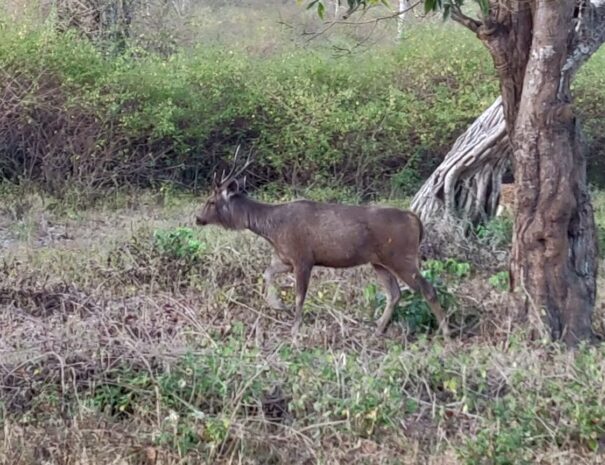 Bandipur wildlife tour