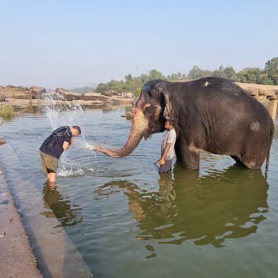 Elephant, Hampi tour from Bangalore