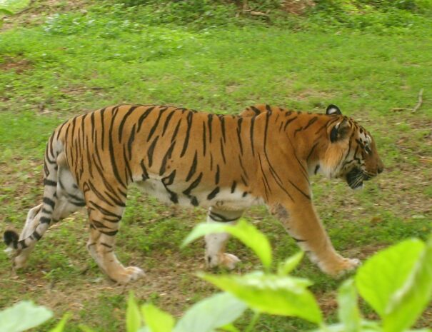 Tiger, Bandipur wildlife tour