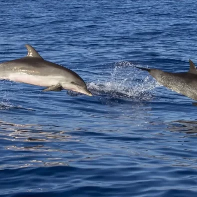 Dolphin spotting in Chilika lake