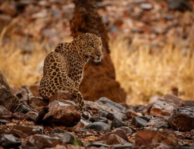 Leopard, Bandipur WIldlife tour