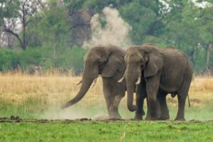 Elephant, Bandipur wildlife tour