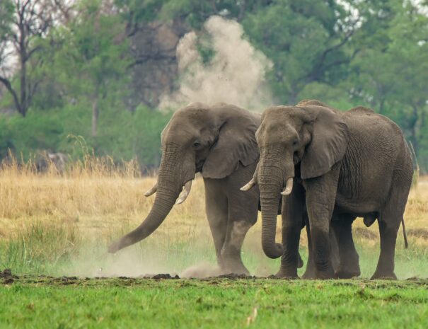 Elephant, Bandipur wildlife tour