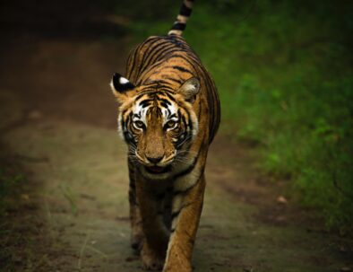 Tiger, Bandipur wildlife tour