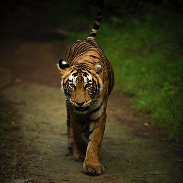 Tiger, Bandipur wildlife tour