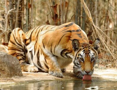 Bandipur wildlife and Ooty tour