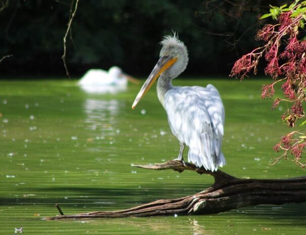 Pelican in Ranganathitu Bird Sanctuary