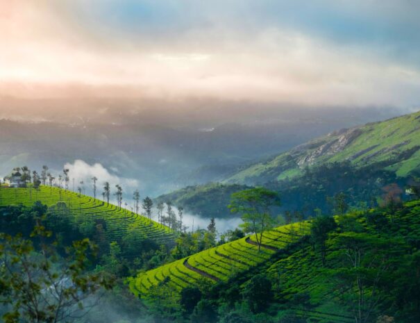 Munnar , tour of Kerala