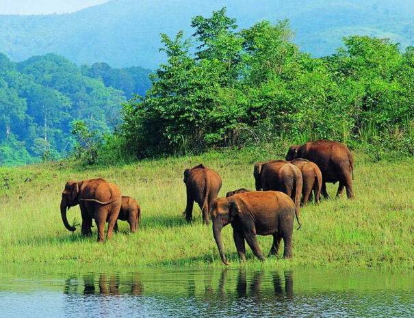 Periyar wildlife, tour of Kerala