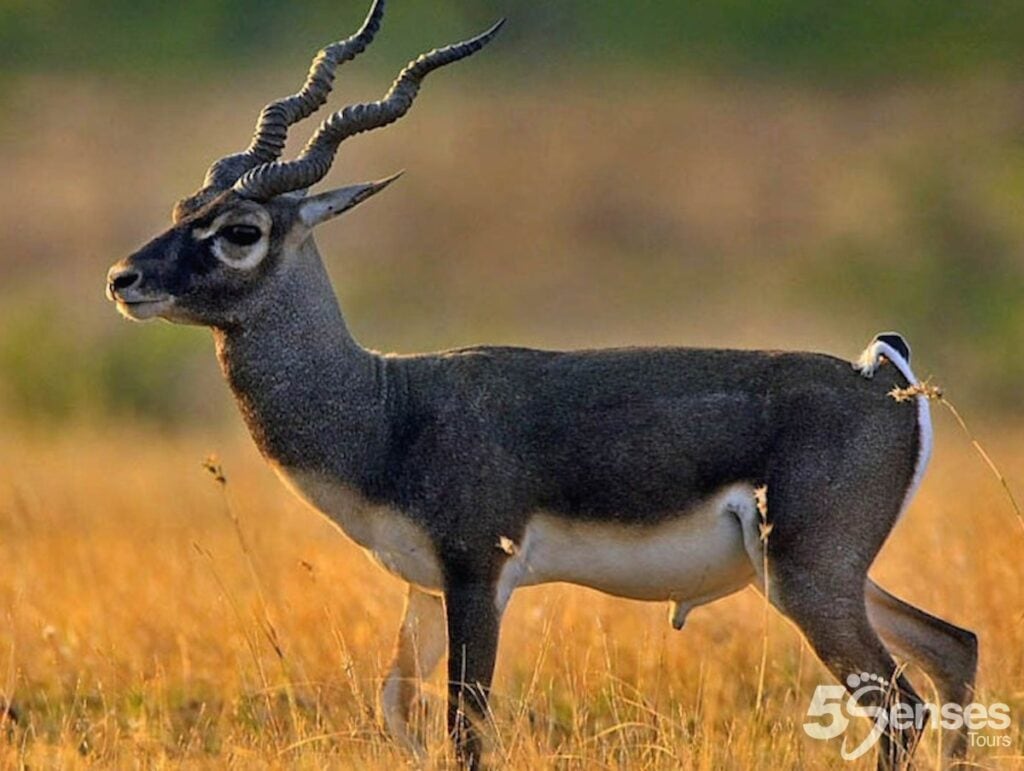 Blackbucks of Bidar, tour of Bidar from Hyderabad