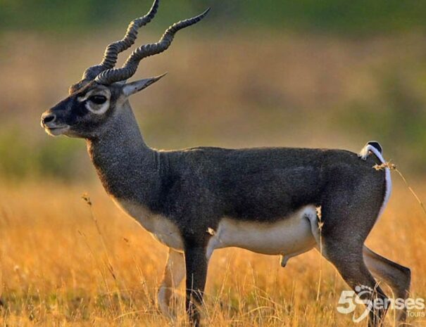 Blackbucks of Bidar, tour of Bidar from Hyderabad