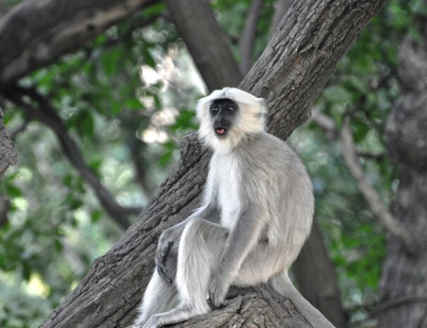 Amrabad wildlife tour from Hyderabad