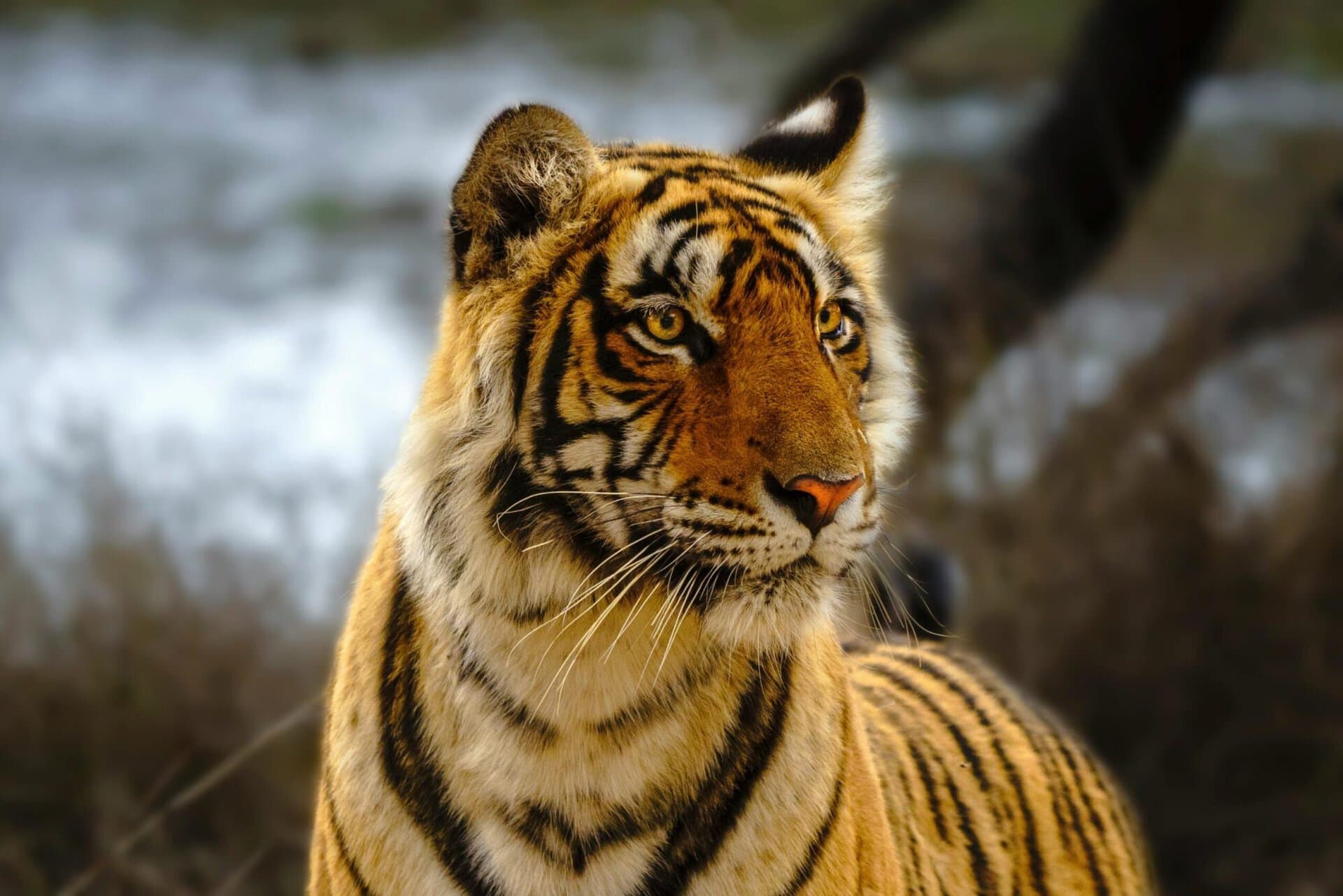 Amrabad wildlife tour from Hyderabad