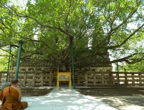 Bodhi tree of Sarnath