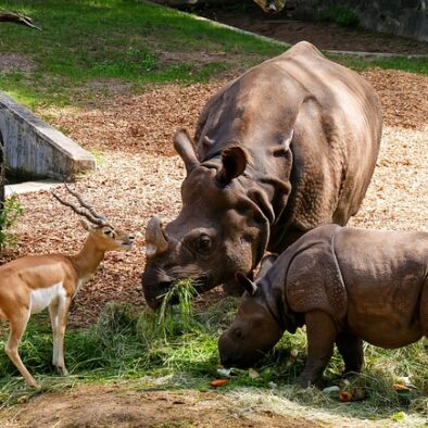 Pobirota Rhino and Mayong village