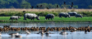Tour of Mayong village of Black magic and sorcery and Pobitora wildlife sanctuary