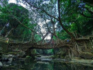Living root bridges of Meghalaya