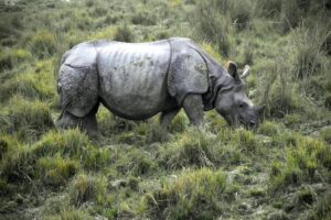 Kaziranga National Park: Protecting the One-Horned Rhino