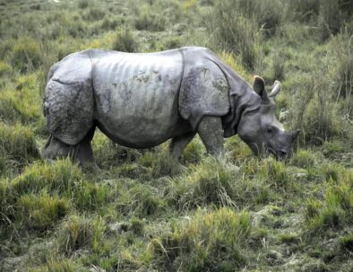 Kaziranga National Park: Protecting the One-Horned Rhino