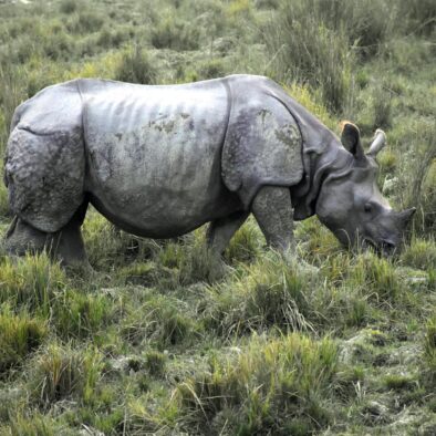 Kaziranga National Park: Protecting the One-Horned Rhino