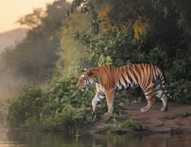 Jim Corbett National Park: A Paradise for Tiger Enthusiasts