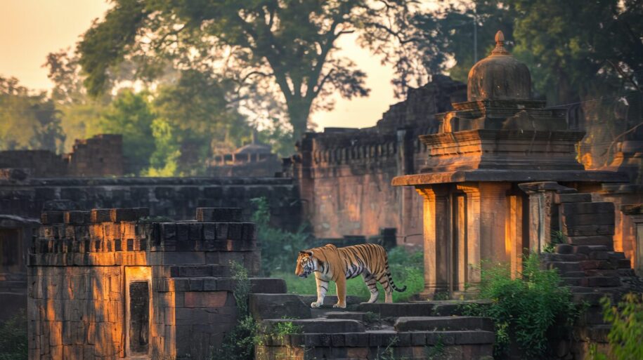 Ranthambore National Park: Where Tigers Roam Ancient Ruins