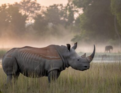 Kaziranga National Park: Home to the Greater One-Horned Rhinoceros
