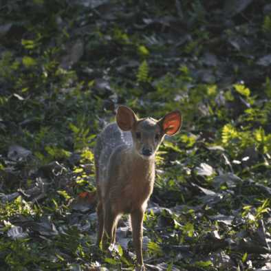 Deer, Kaziranga tour from Guwahati