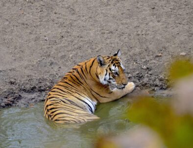 Tiger in Tour of Pench national park