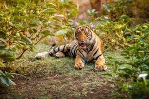 Tour of Pench national park