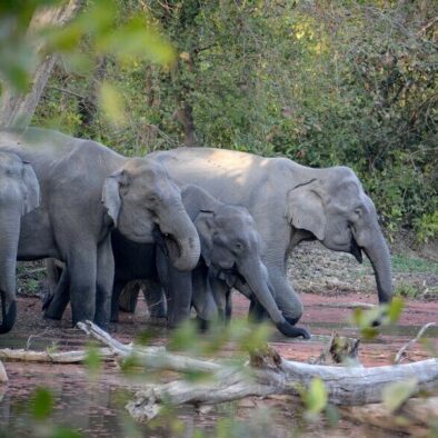 2 days tour of Jim Corbett National Park from Delhi