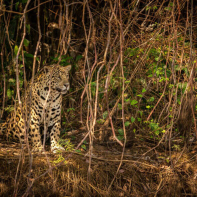 leopard in Tour of Pench national park