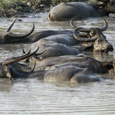 Kaziranga tour from Guwahati