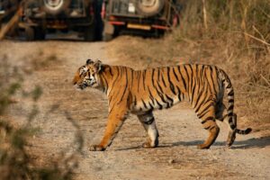 Tiger, 2 days tour of Jim Corbett National Park from Delhi