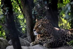 Leopard, 2 days tour of Jim Corbett National Park from Delhi