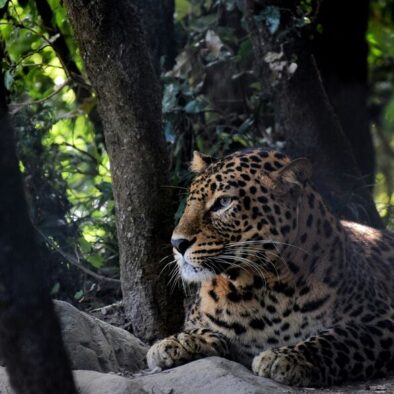 Leopard, 2 days tour of Jim Corbett National Park from Delhi