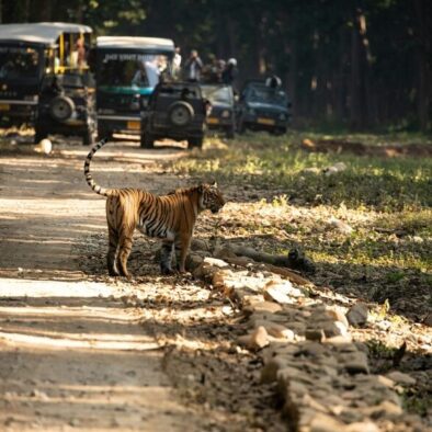 Safari, 2 days tour of Jim Corbett National Park from Delhi