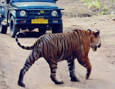 Ranthambore wildlife tour