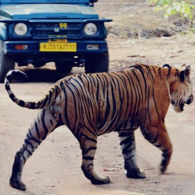Ranthambore wildlife tour