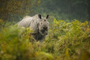Rhino, Kaziranga tour from Guwahati